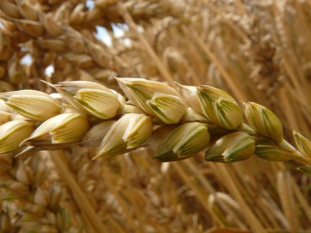 Ci sono 30 mila aziende agricole emiliano romagnole coinvolte dalla Guerra del grano