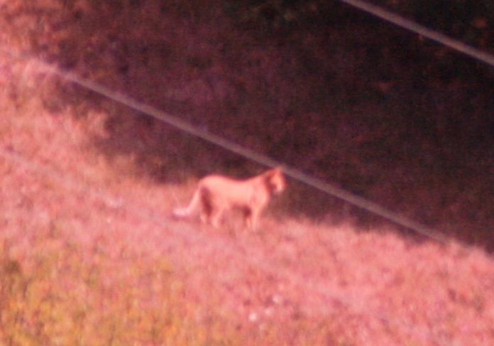 Presunto avvistamento di un puma in Val d'Aveto